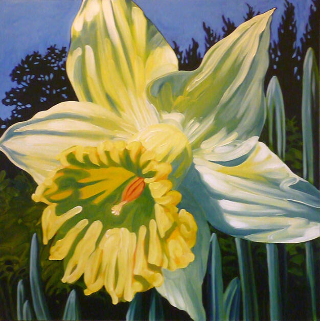 Sunlit Daffodil 48 x 48 Acrylic